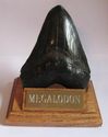 MEGALODON SHARK TOOTH STAND GOLD ENGRAVED PLAQUE 5