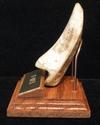 T-REX TOOTH REPLICA WITH SOLID OAK & BRASS STAND  