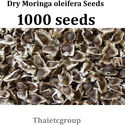1000 Organic MORINGA OLEIFERA Seeds Asthma Cancer 