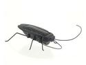 NEW Solar Cockroach Toy (Black)
