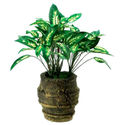 To add this item in your Shopping Cart drag and drop this picture there