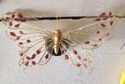 Gold Gauze Butterfly Hairclip or Brooch Great fini