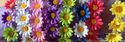 Daisy Hippy Hobo Hairband, all  handmade Great for