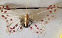 Gold Gauze Butterfly Hairclip or Brooch Great fini