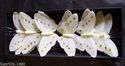FE3156 Cream Glittered detail Cotton Butterflies N