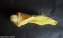 Decorative Glittered Bird's on clip's,pack of 3. G