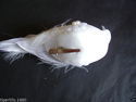 Decorative beaded White Dove on metal clip. Great 