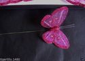 Apac New Design FE3126 Hot Pink Gauze Butterflies 