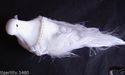 Decorative beaded White Dove on metal clip. Great 