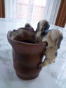 Antique Puppy Planter Darling Vintage Porcelain Ce