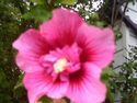 Rose of Sharon 25 seeds tree / shrub