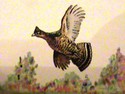 Hunting Bird Collectible Antique Match Front Strik