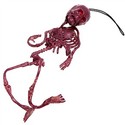 Flexible Plastic Human Skeleton Skull with Key Str