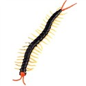 Lifelike Soft Rubber Centipede Scolopendra Chilopo