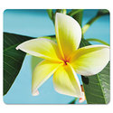 Click here to view item details
