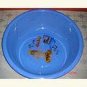 To add this item in your Shopping Cart drag and drop this picture there