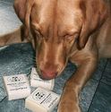 Cool Dog Duke Natural Tick and Flea Repellant Soap