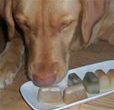 Frozen Dog Treats Peanut Butter Gourmet Pupscicle 
