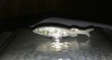 Rare Hammered Pewter Kippers Herring Tray w Lid En