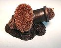 English Bowbrook Baby Hedgehogs  dwell in  Pipe + 