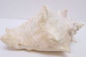 Large 11" Vintage Natural Pink Conch Shell Seashel