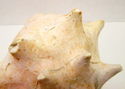 Large 11" Vintage Natural Pink Conch Shell Seashel