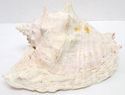 Large 11" Vintage Natural Pink Conch Shell Seashel