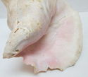 Large 11" Vintage Natural Pink Conch Shell Seashel