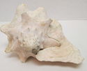 Large 11" Vintage Natural Pink Conch Shell Seashel