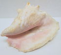 Large 11" Vintage Natural Pink Conch Shell Seashel