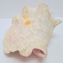 Large 11" Vintage Natural Pink Conch Shell Seashel