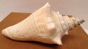 7" Estate Ocean Conch Shell Seashell w/Embedded Pl