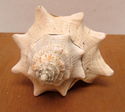 7" Estate Ocean Conch Shell Seashell w/Embedded Pl