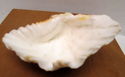 Vintage 6" Scalloped Lions Paw Cockle Sea Shell Br