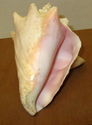 7" Estate Pink Conch Shell Ocean Seashell Nautical