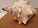 7" Estate Ocean Conch Shell Seashell w/Embedded Pl