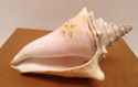 7" Estate Ocean Conch Shell Seashell w/Embedded Pl