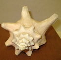 7" Estate Pink Conch Shell Ocean Seashell Nautical