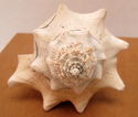 7" Estate Ocean Conch Shell Seashell w/Embedded Pl