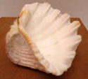 Vintage 6" Scalloped Lions Paw Cockle Sea Shell Br