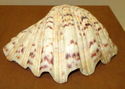 Vintage 6" Scalloped Lions Paw Cockle Sea Shell Br