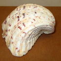 Vintage 6" Scalloped Lions Paw Cockle Sea Shell Br