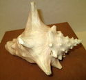 7" Estate Pink Conch Shell Ocean Seashell Nautical