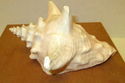 7" Estate Pink Conch Shell Ocean Seashell Nautical