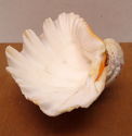 Vintage 6" Scalloped Lions Paw Cockle Sea Shell Br