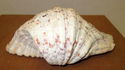 Vintage 6" Scalloped Lions Paw Cockle Sea Shell Br