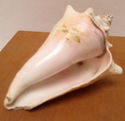 7" Estate Ocean Conch Shell Seashell w/Embedded Pl