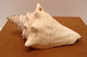 7" Estate Ocean Conch Shell Seashell w/Embedded Pl