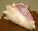 7" Estate Pink Conch Shell Ocean Seashell Nautical