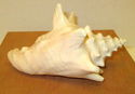 7" Estate Pink Conch Shell Ocean Seashell Nautical